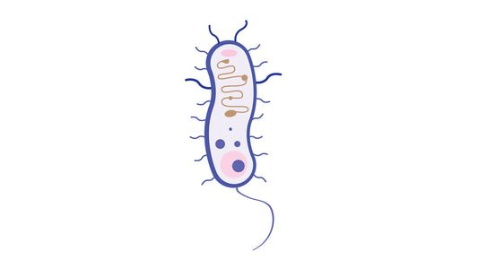 Probiotic: Lactobasillus acidophilus